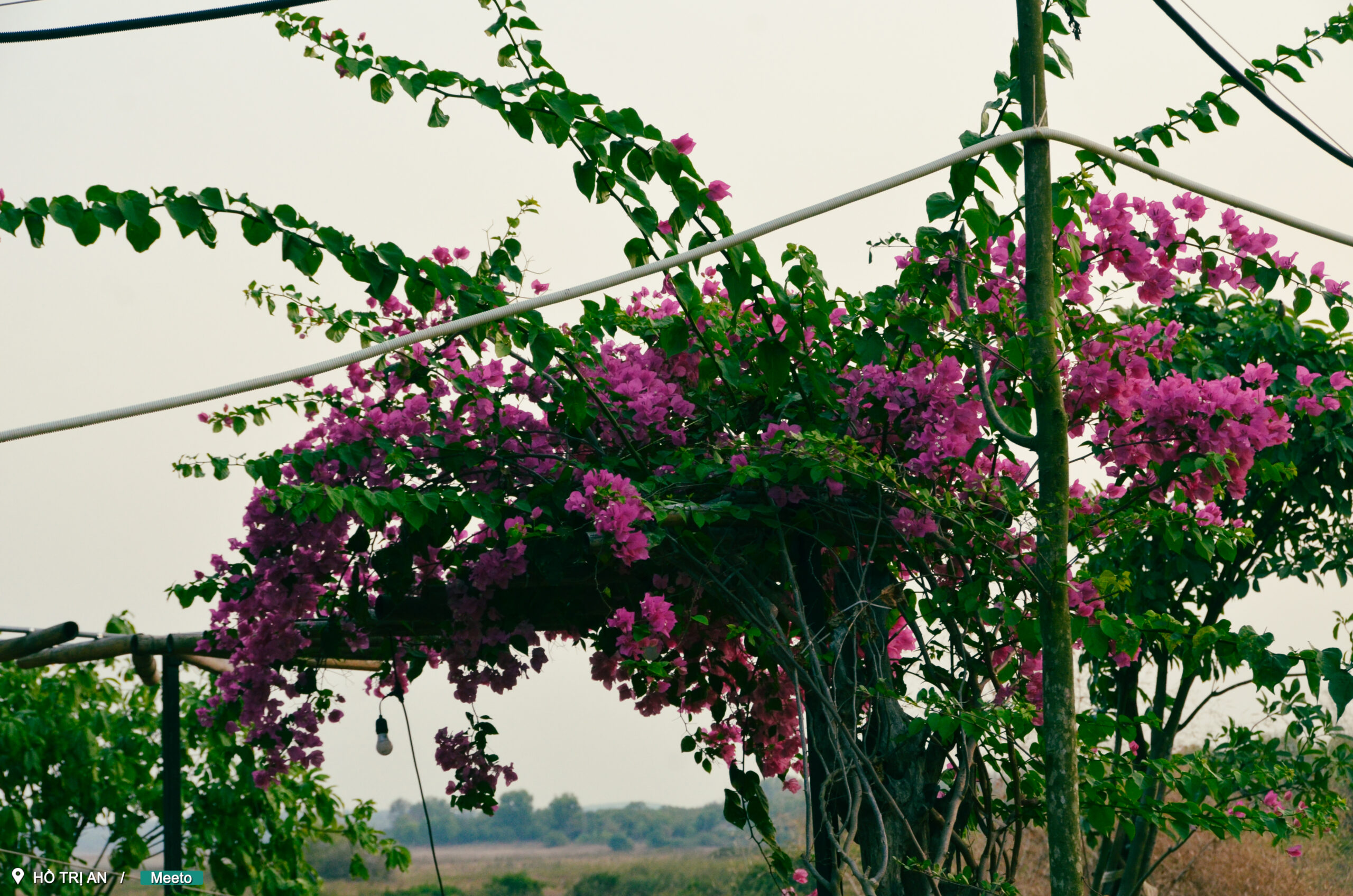 Kamp – Cho Thuê Lều
